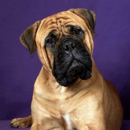 Bullmastiffs from Guardian Angel Bullmastiff