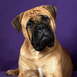 Bullmastiffs from Guardian Angel Bullmastiff