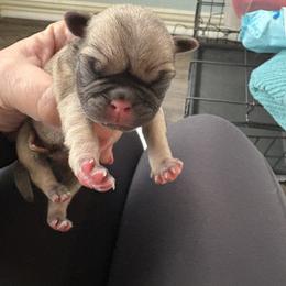 Pug Puppies from RD Pugs