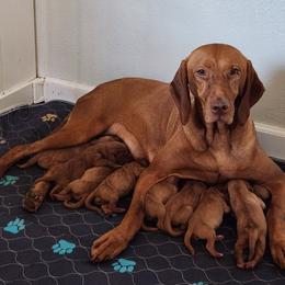 Vizsla puppies from Willow Ridge Kennel