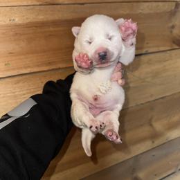 Girl 1 - White female Siberian Husky puppy in Iron River, Wisconsin from Wiemeri Siberians