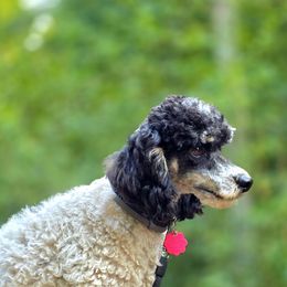 Poodle puppies from Poodles Perfected