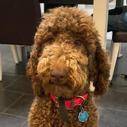 Bernedoodles, Goldendoodles, and Poodles from Sterling Star Doodles