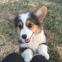 Dewey - Black and tan male Pembroke Welsh Corgi puppy in Mc Cammon, Idaho from Sunny J Corgis and Mini Americans