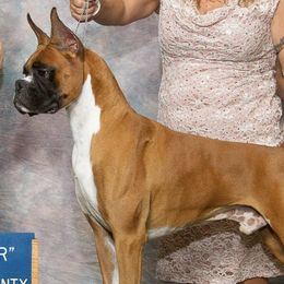 Boxers from Vincenza Boxers