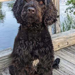 Portuguese Water Dog Puppies from Charly's Angels Portuguese Water Dogs