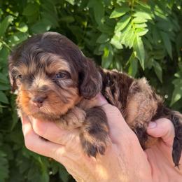 Khloe - Merle female Cavapoo puppy in Tucson, Arizona from Adored Poodle & Doodles