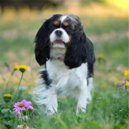 Keira - Cavalier King Charles Spaniel