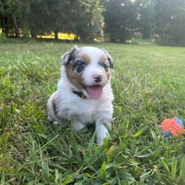 Yellow Collar Girl - Blue merle female Australian Shepherd puppy in Hartville, Missouri from Stamper K9’s