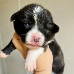 American Corgi Puppies from 5H Corgis