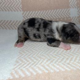 Bella - Blue merle female Miniature Australian Shepherd puppy in Alabama from SBA Aussies