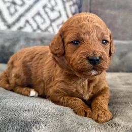 Minnie - Red  female Goldendoodle puppy in Maricopa, Arizona from AZ Designer Goldendoodles