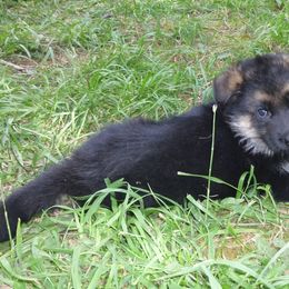 German Shepherd Puppies from Sundance Shepherds