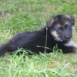 German Shepherd Puppies from Sundance Shepherds