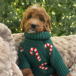 Holly - Red  female Goldendoodle puppy in Anaheim, California from Cuddle Bear Doodles