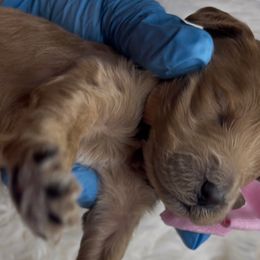 Cobbler - Red  female Goldendoodle puppy in Richmond, Texas from Harper’s Heartbeats
