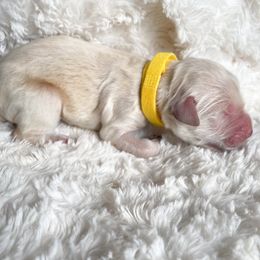 Goldendoodle Puppies from Peachy Doodles