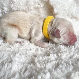 Goldendoodle Puppies from Peachy Doodles