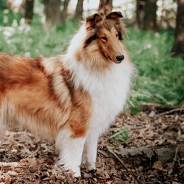 Eddie - Collie