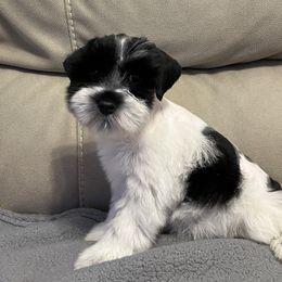 Miniature Schnauzer Puppies from Priscilla's Miniature Schnauzers