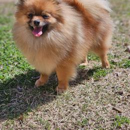 Squirrel - Pomeranian