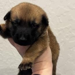 Vibe - Fawn sable male Belgian Malinois puppy in Briggs, Texas from Madhouse’s Belgian Malinois and German Shepherds