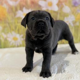 Blair - Gray brindle female Cane Corso puppy in Loogootee, Indiana from Walnut Creek Cane Corso