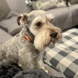 Willie - Miniature Schnauzer