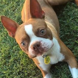 Boston Terriers from Noemi's Boston Terriers