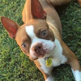 Boston Terriers from Noemi's Boston Terriers