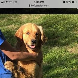 Australian Shepherd and Golden Retriever Puppies from Happy Valley Farms