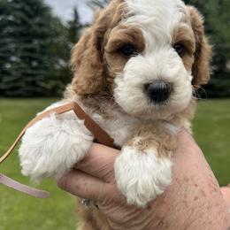 Tan Collar - Red male Bernedoodle puppy in Cody, Wyoming from Yellowstone Breeders