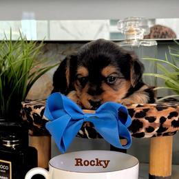 Rocky - Black and tan male Yorkshire Terrier puppy in Bakersfield, California from Yorkie To My Heart
