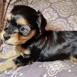Havanese Puppies from Ravhav Havanese