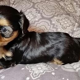 Havanese Puppies from Ravhav Havanese