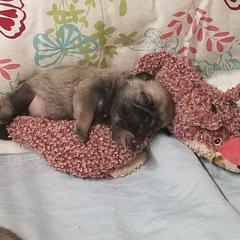 Pug Puppies from KNGZ Kennel