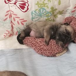 Pug Puppies from KNGZ Kennel