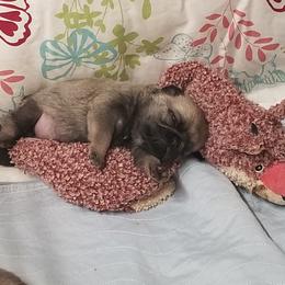 Pug Puppies from KNGZ Kennel