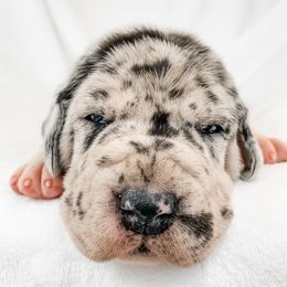 Dachshund, Great Dane, and Yorkshire Terrier Puppies from WZ Kennels
