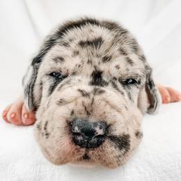 Dachshund, Great Dane, and Yorkshire Terrier Puppies from WZ Kennels
