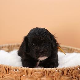 Bashful (Yellow Collar) - Black female Shihpoo puppy in Las Vegas, Nevada from Plush Toy Poodle Puppies & Pals