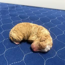 Everest - Apricot female Poodle puppy in Quitman, Mississippi from P&D Palace