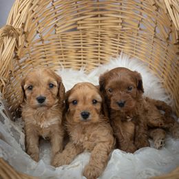 Cavapoo and Goldendoodle Puppies from Divinity Grace Cavapoos
