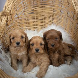 Cavapoo and Goldendoodle Puppies from Divinity Grace Cavapoos