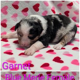 Garnet - Blue merle female Australian Shepherd puppy in Squaw Valley, California from A&M Australian Shepherds