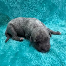 Cashmere - Blue brindle female Whippet puppy in Gentry, Arkansas from Mardel Robeson of Mulberry Hollow Whippets