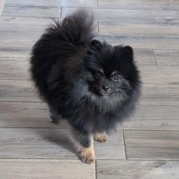 Boujee (3lbs Nano Pom) - Black and tan female Pomeranian puppy in Fultonville, New York from Sandy Aussies & Pomeranians