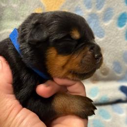 Boy 4 - Black and mahogany male Rottweiler puppy in Newfoundland, Pennsylvania from Poconopaws