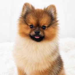 Andre - Pomeranian