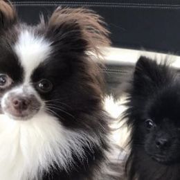 Pomeranians from Mimi’s Poms
